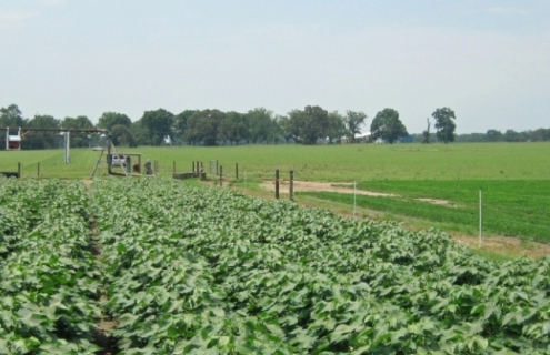 florida agriculture 770x320