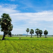 green pasture with palm trees_canstockphoto16651364 770x320
