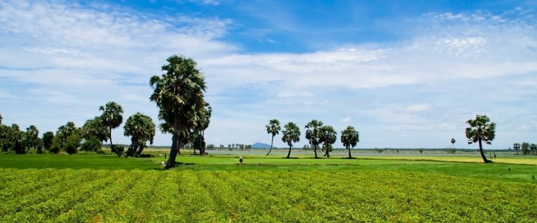 green pasture with palm trees_canstockphoto16651364 770x320